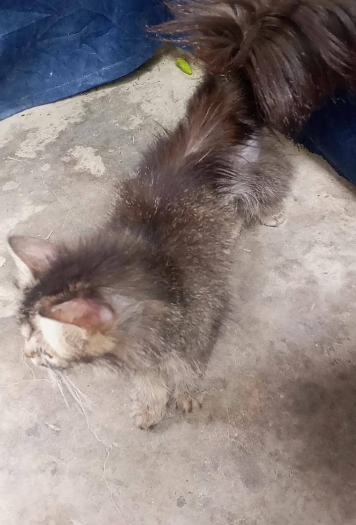 persion kitten 1