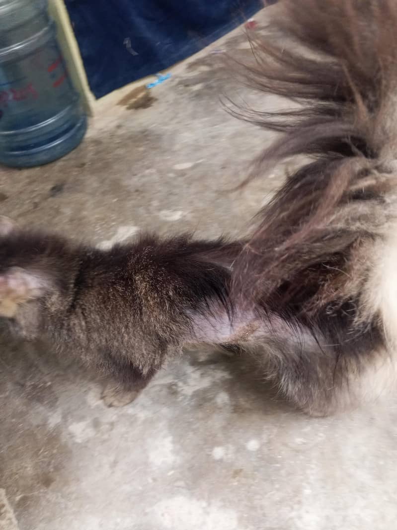 persion kitten 2