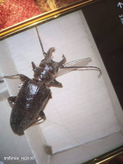 Bettle