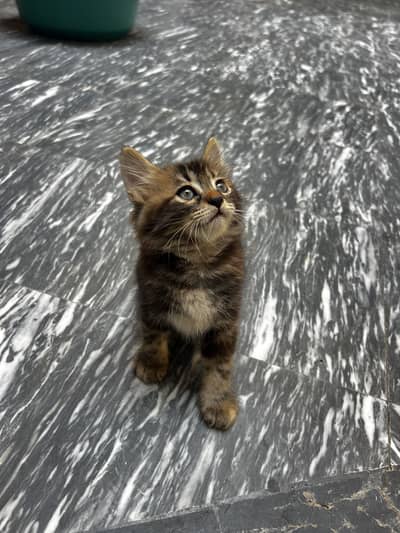 Red brown persian kittens