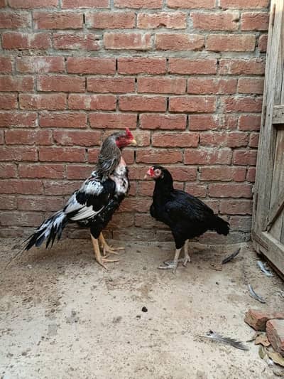 Aseel breeder