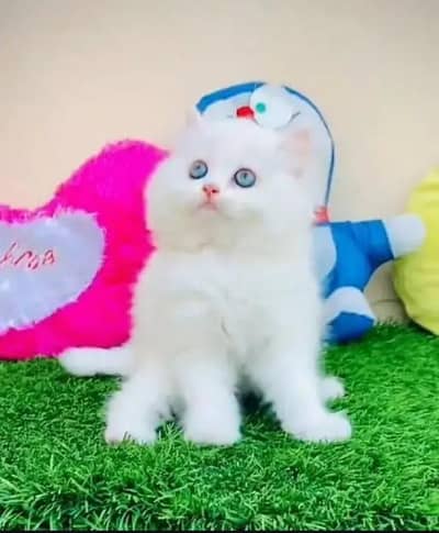 (Persian female kitten) (for sale all) (Pakistan delivery available)