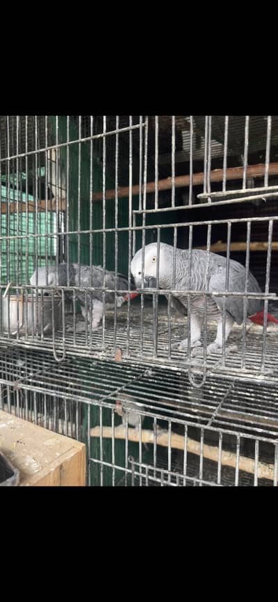 African grey pair for sale