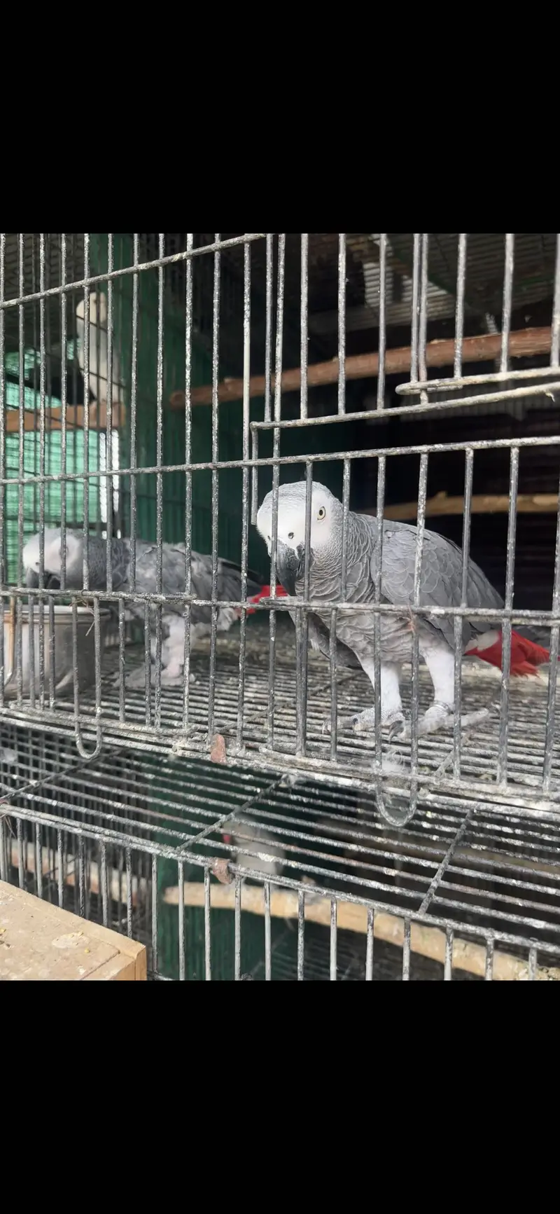 African grey pair for sale — photo 2