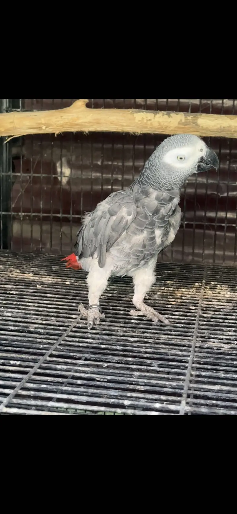 African grey pair for sale — photo 3