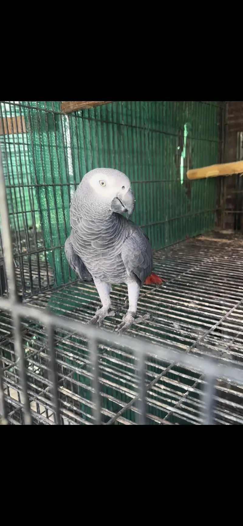 African grey pair for sale — photo 4