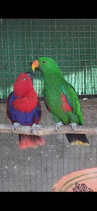 Electus pair for sale