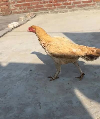 aseel breeder hen