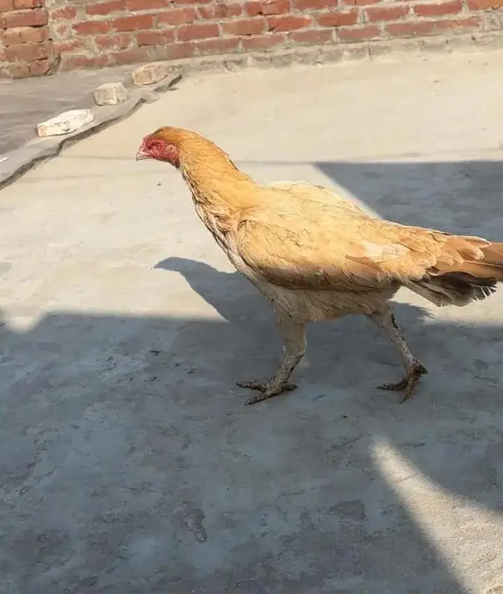 aseel breeder hen