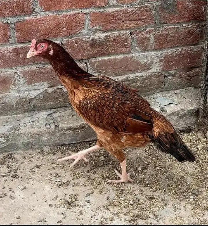 aseel breeder hen — photo 2