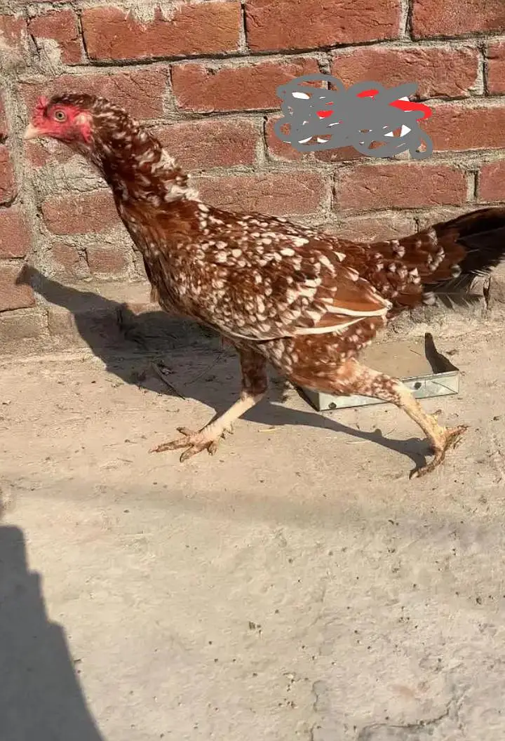 aseel breeder hen — photo 3