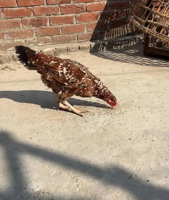 aseel breeder hen — photo 4