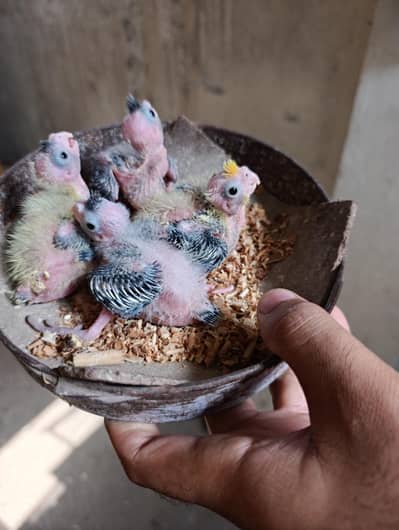 Cocktail Chicks Available for Handtame Purpose