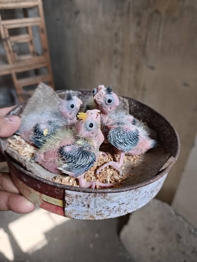 Cocktail Chicks Available for Handtame Purpose