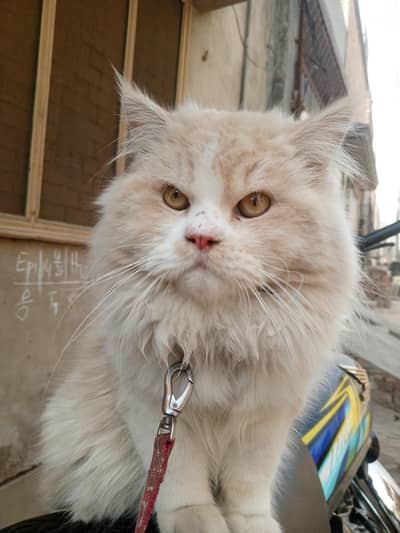 Persian cat