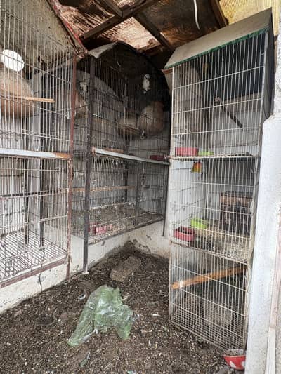 Parrots cages birds