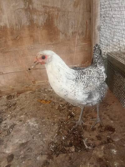 desi murga aur murgiyan for sale