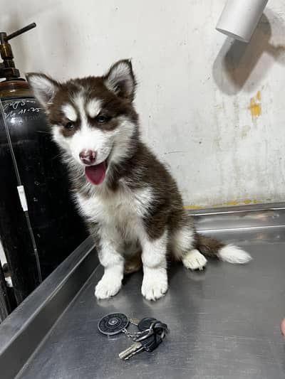 Siberian Husky Puppy very playful and active