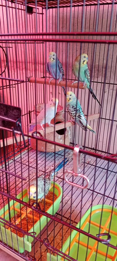 Budgie Parrots for Sale (Crystal Quality)