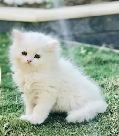 (Persian female kitten) (for sale all) (Pakistan delivery available)