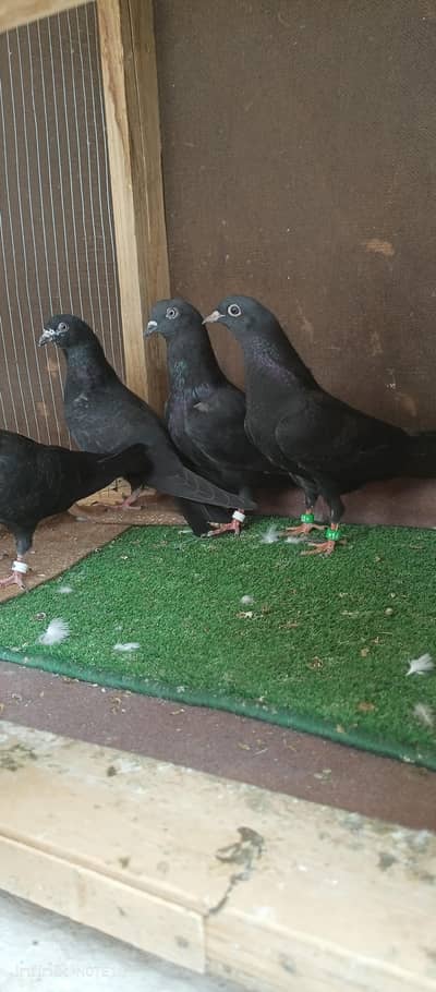 top quality pigeons available