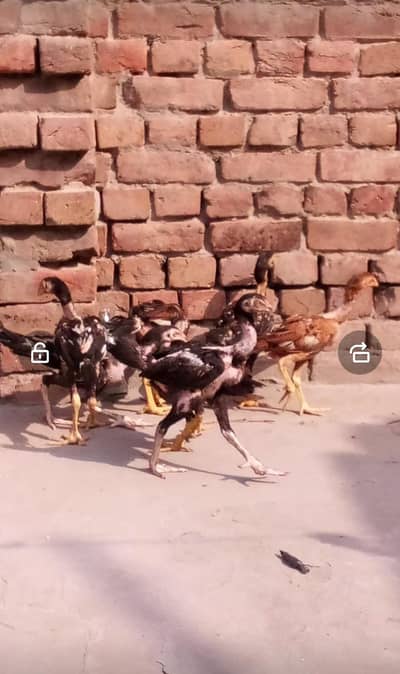 Aseel Murga for sale 10 piece