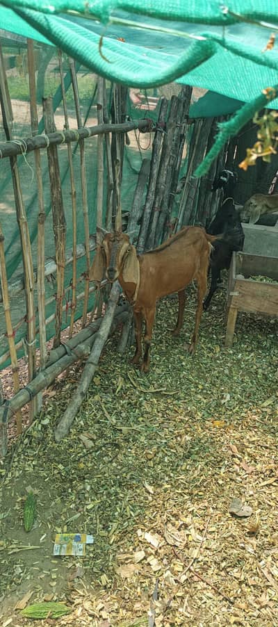 Gaban bakri for sale
