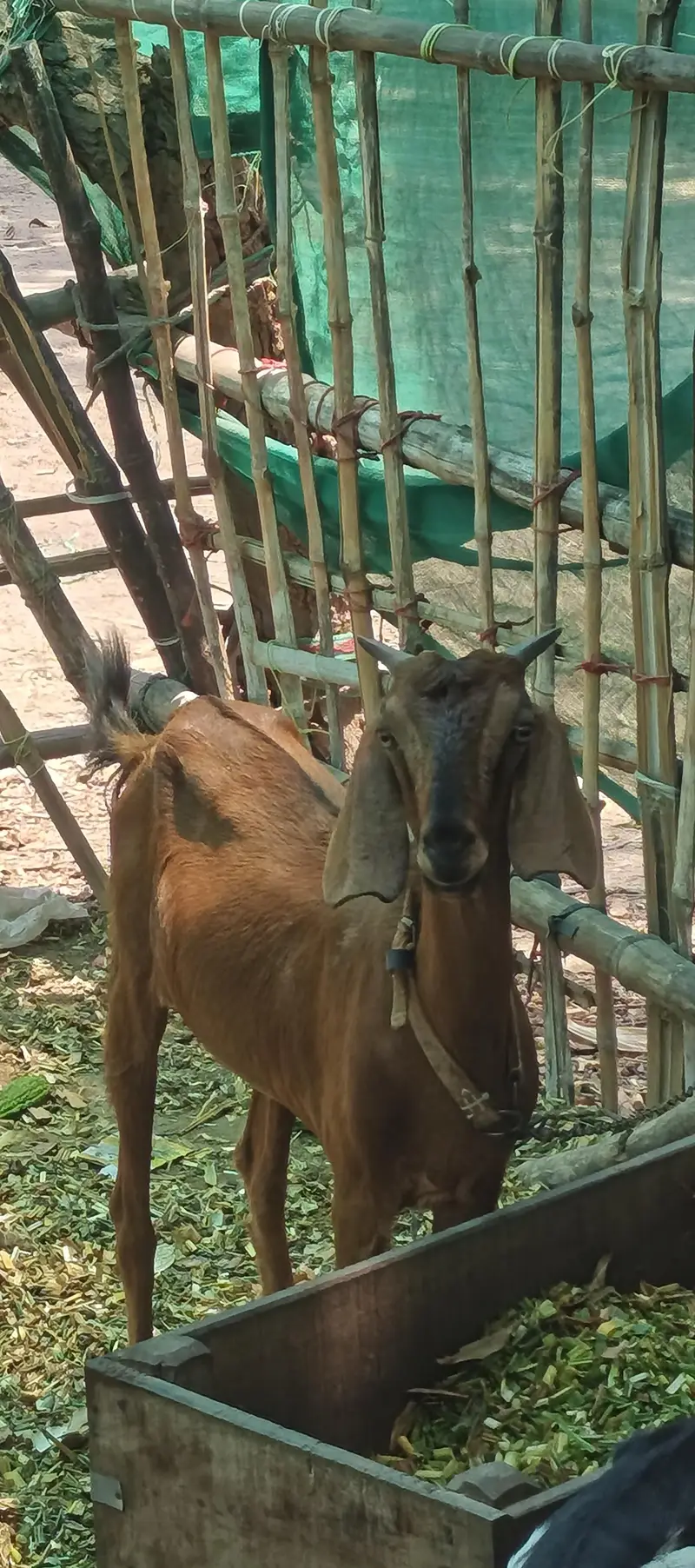 Gaban bakri for sale — photo 2
