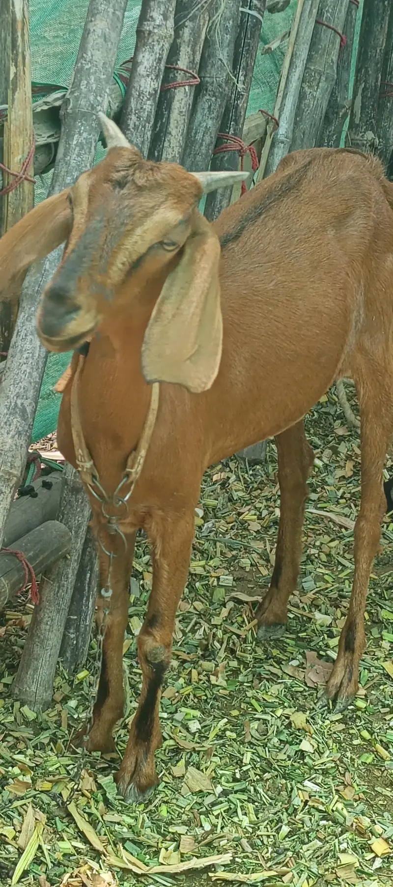 Gaban bakri for sale — photo 3
