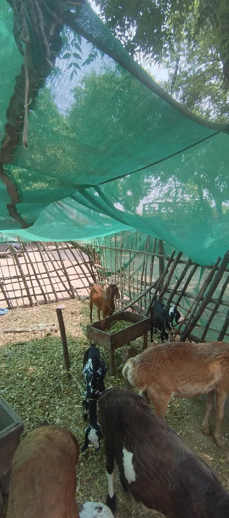Gaban bakri for sale — photo 4