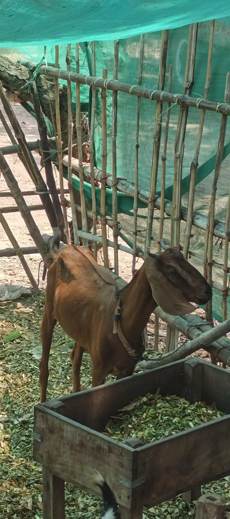 Gaban bakri for sale — photo 5