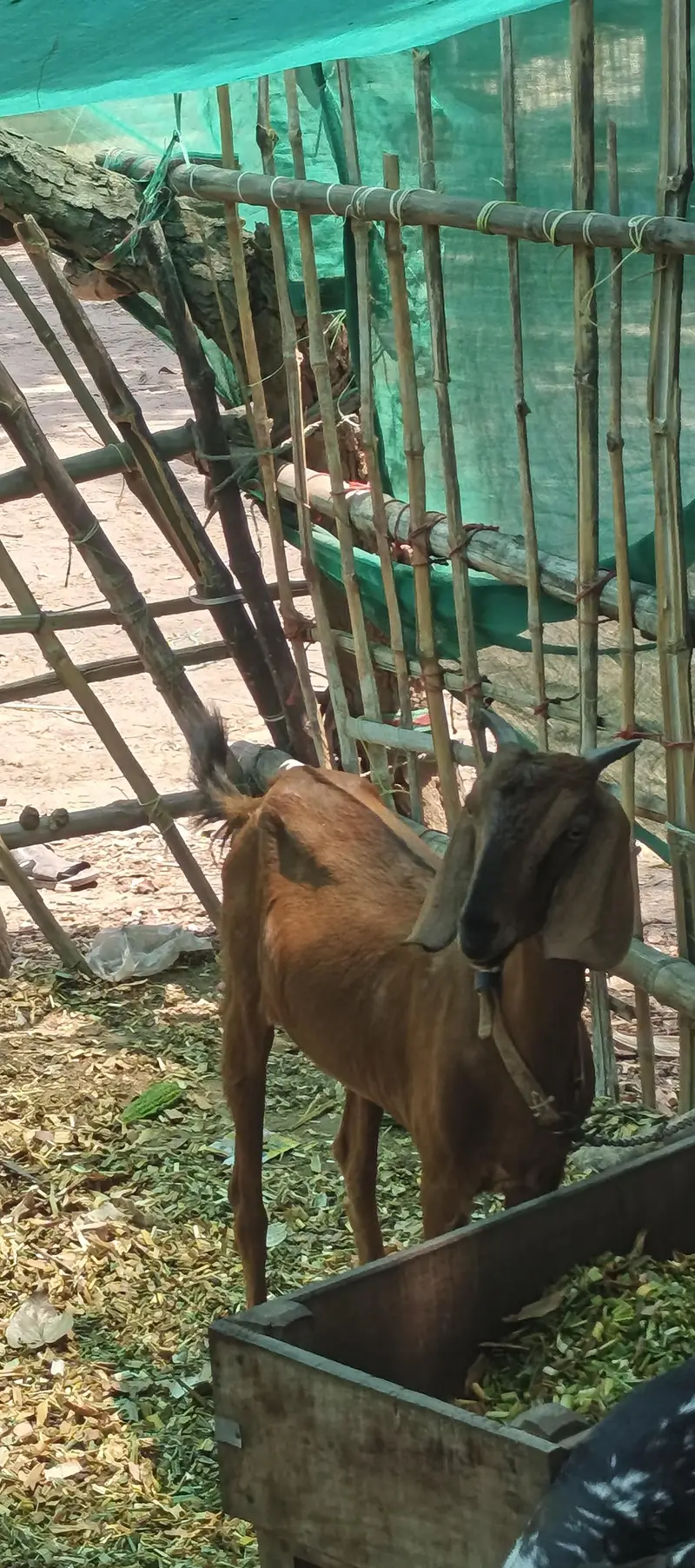 Gaban bakri for sale — photo 6