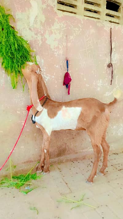 good haldi female 03132803350