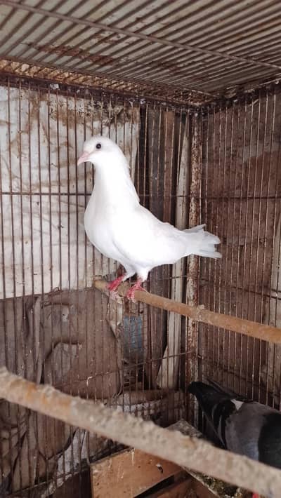 high flyer pigeon fore sale watsapp no 03036538118