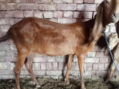 Desi bakri 2 adad path 1 month cross