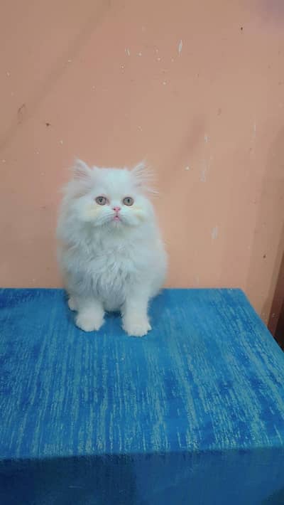 (Persian female kitten) (for sale all) (Pakistan delivery available)