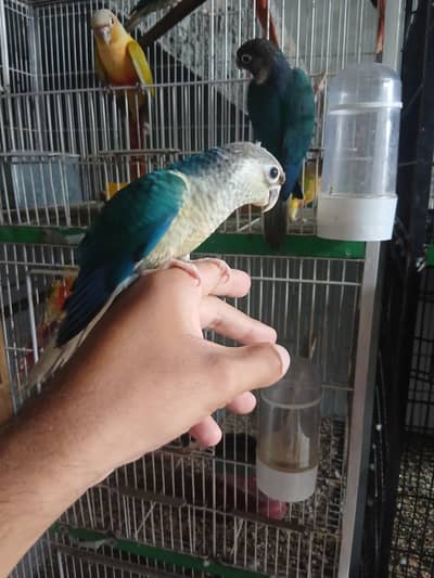 BLUE TURQUOISE