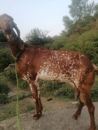 Bakri for Sale