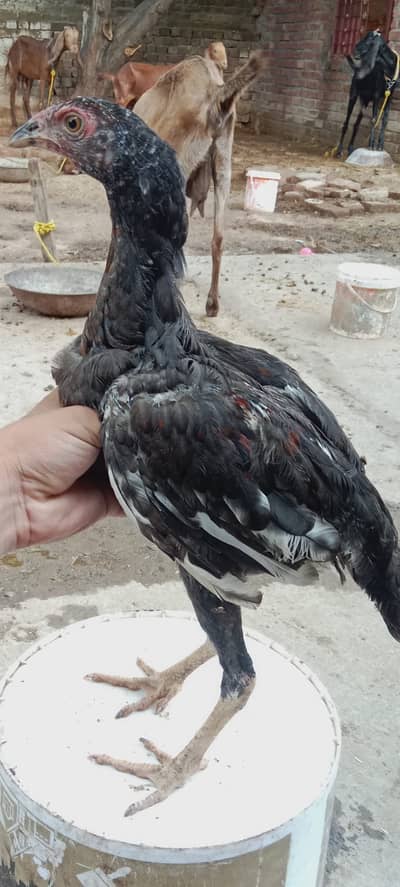 Aseel Murgi Murga Pair – Lakha & Thai Sialkot