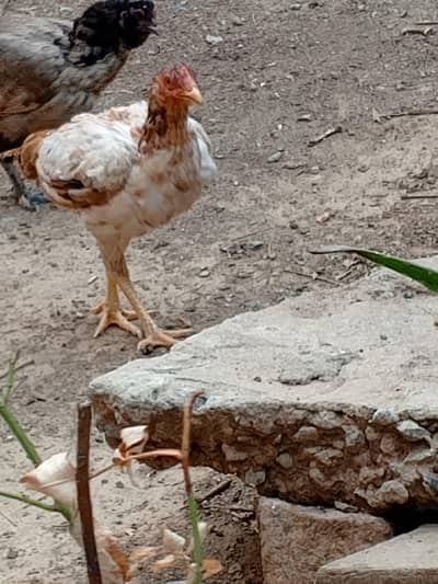 Aseel & Desi Hens