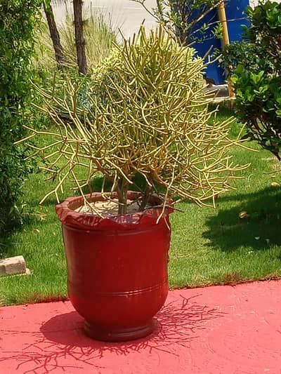 plants for sale