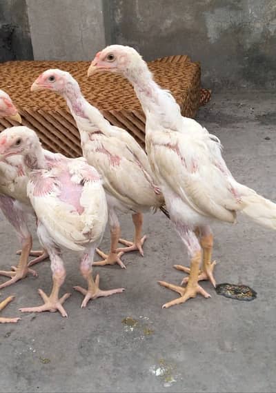 White/ black Shamo/ O Shamo/ king Shamo chicks