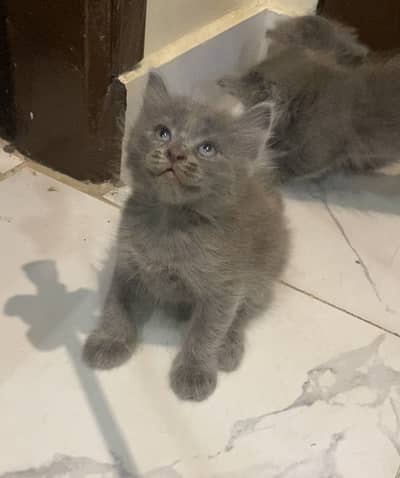 British Shorthair | Longhair kitten