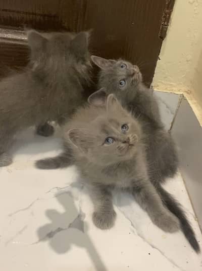 British Shorthair | Longhair kitten