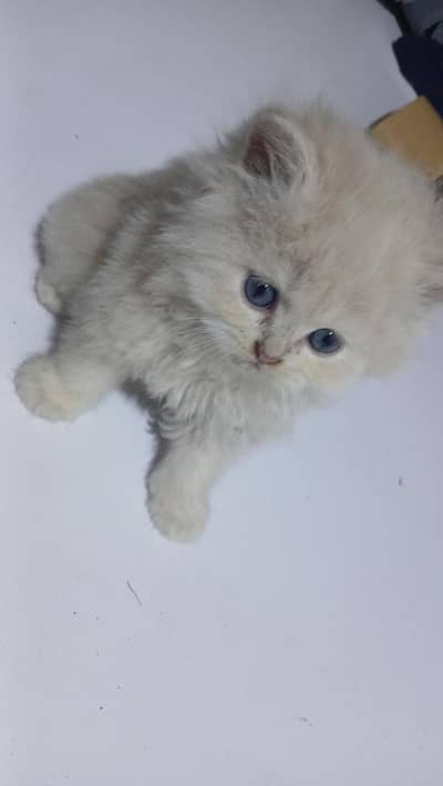 Kittens