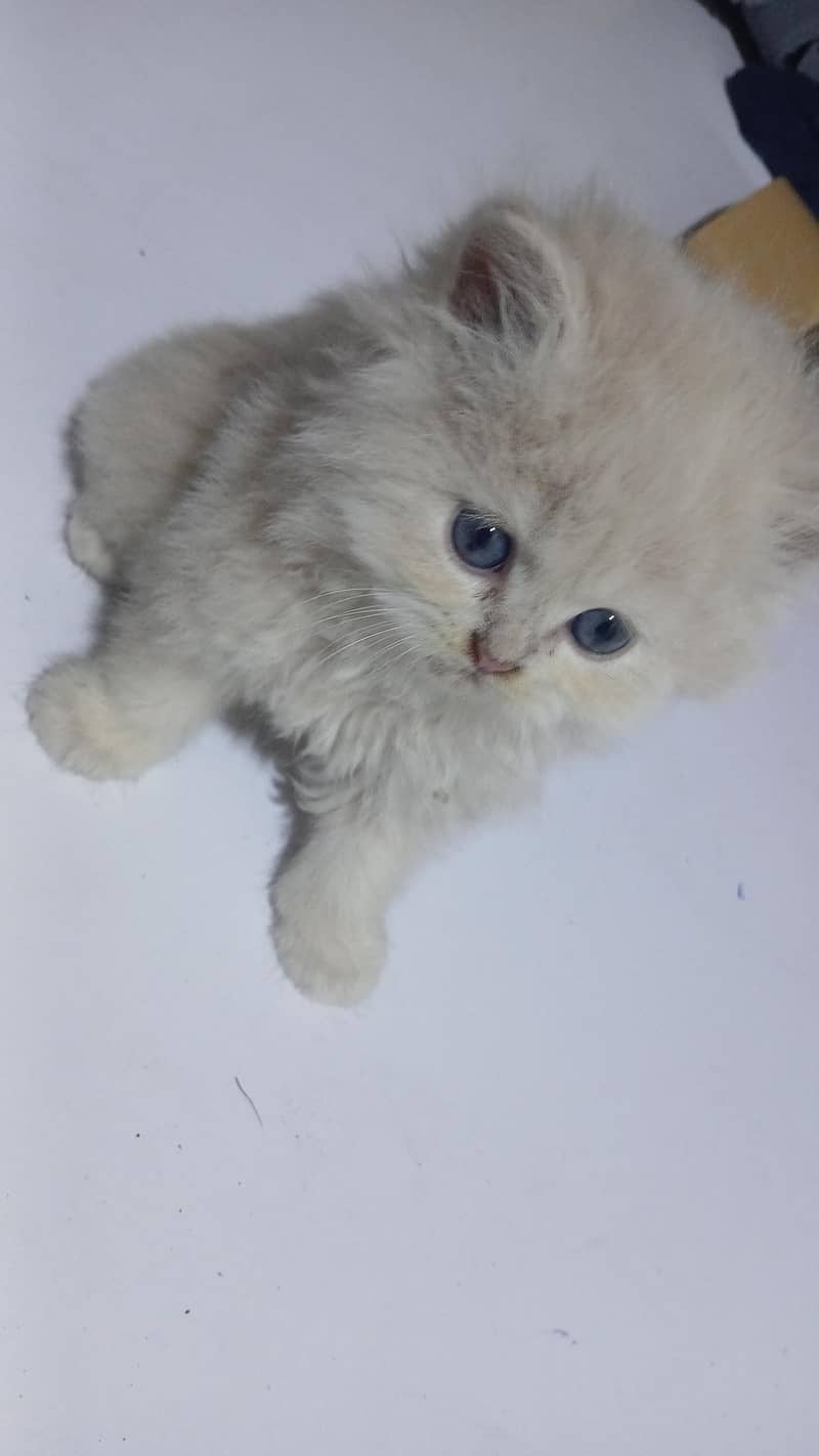 Kittens 0