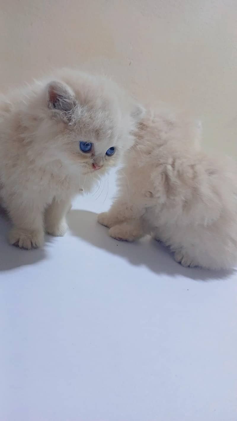 Kittens 1
