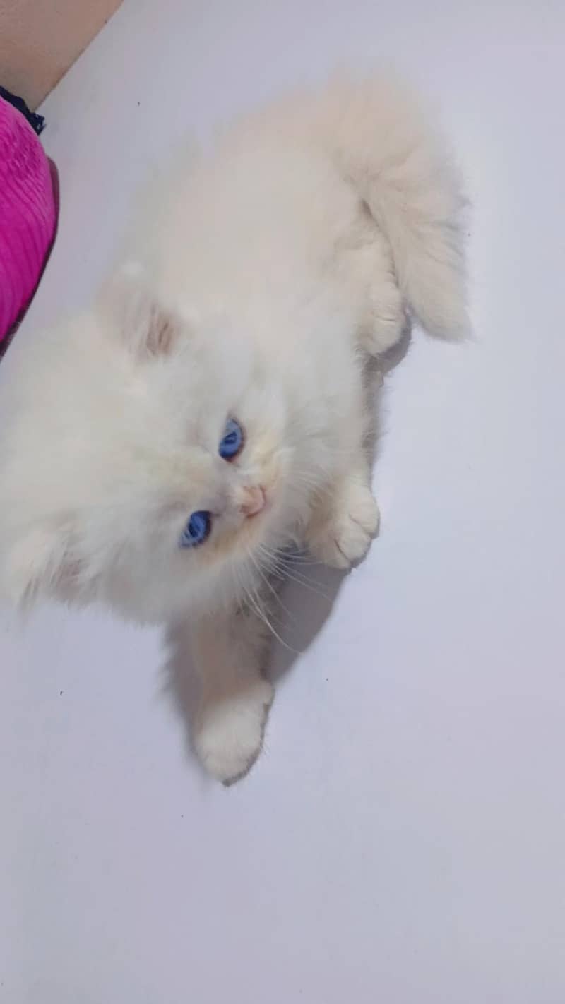 Kittens 2