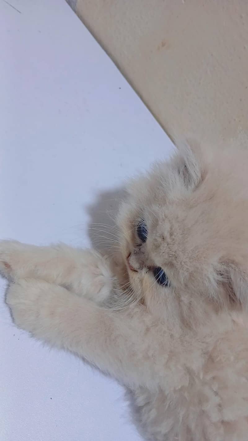 Kittens 3