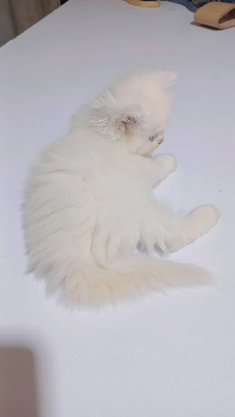Kittens 4